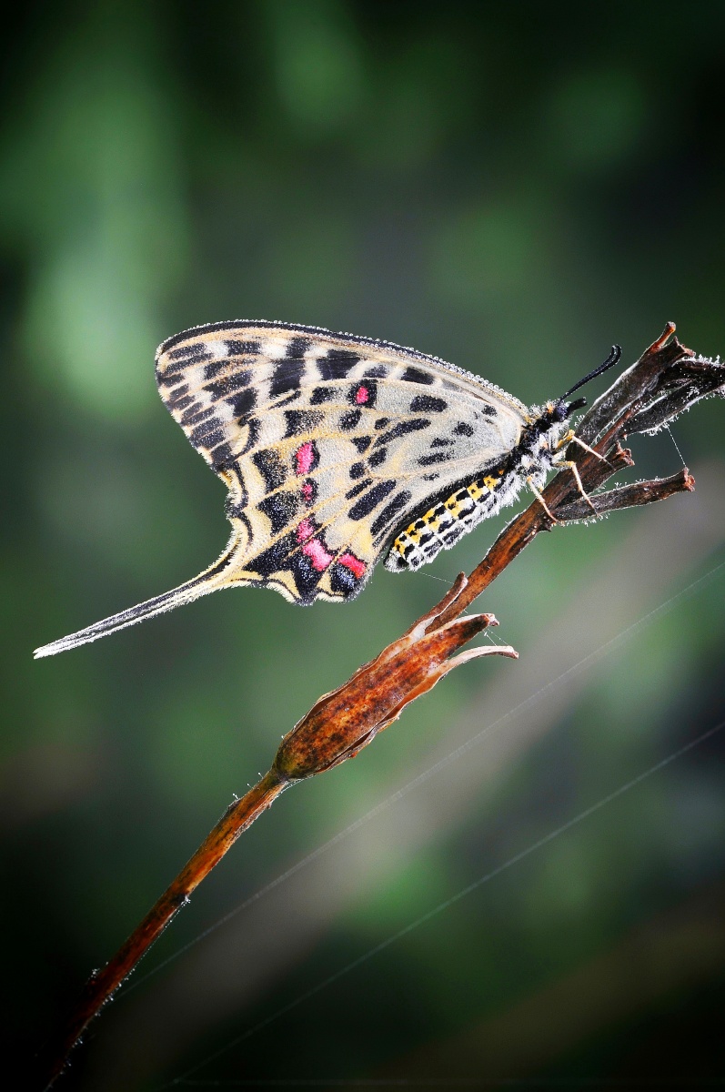 昆虫摄影丝带凤蝶诗意的凤蝶传说梁祝化蝶就是化作了凤蝶你觉得是丝带