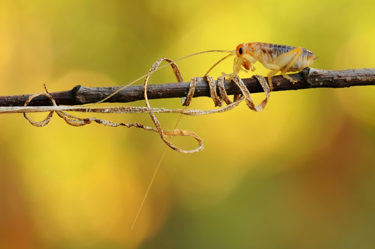 套路大家可能不认识这个小胖子它叫蟋螽它有蟋蟀的体型螽斯的口器成长