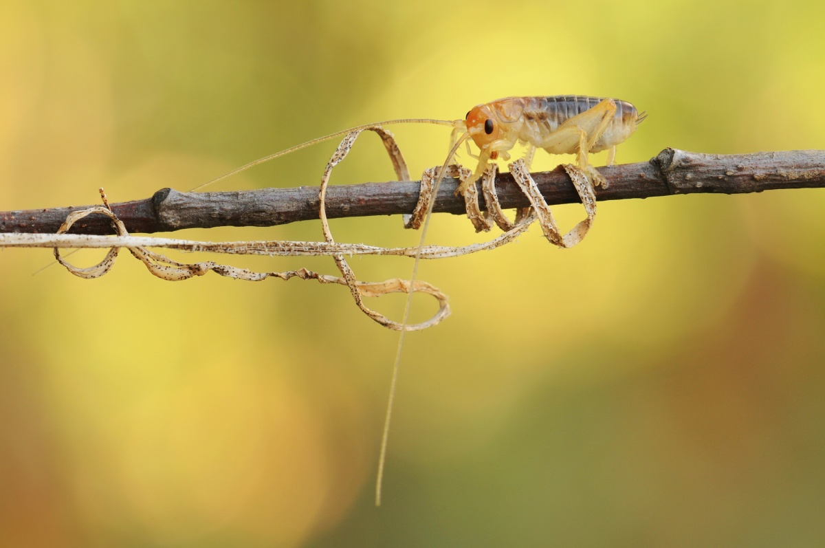 套路大家可能不认识这个小胖子它叫蟋螽它有蟋蟀的体型螽斯的口器成长