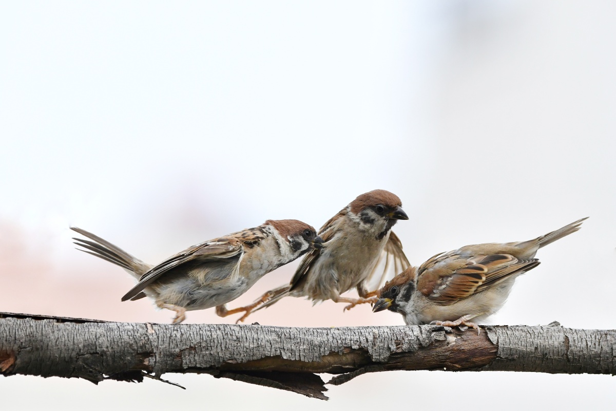 鸟类摄影树麻雀麻雀嬉戏打斗系列二