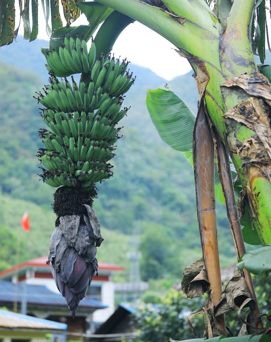 香蕉地养殖,香蕉种植园适合种植蚯蚓和香蕉