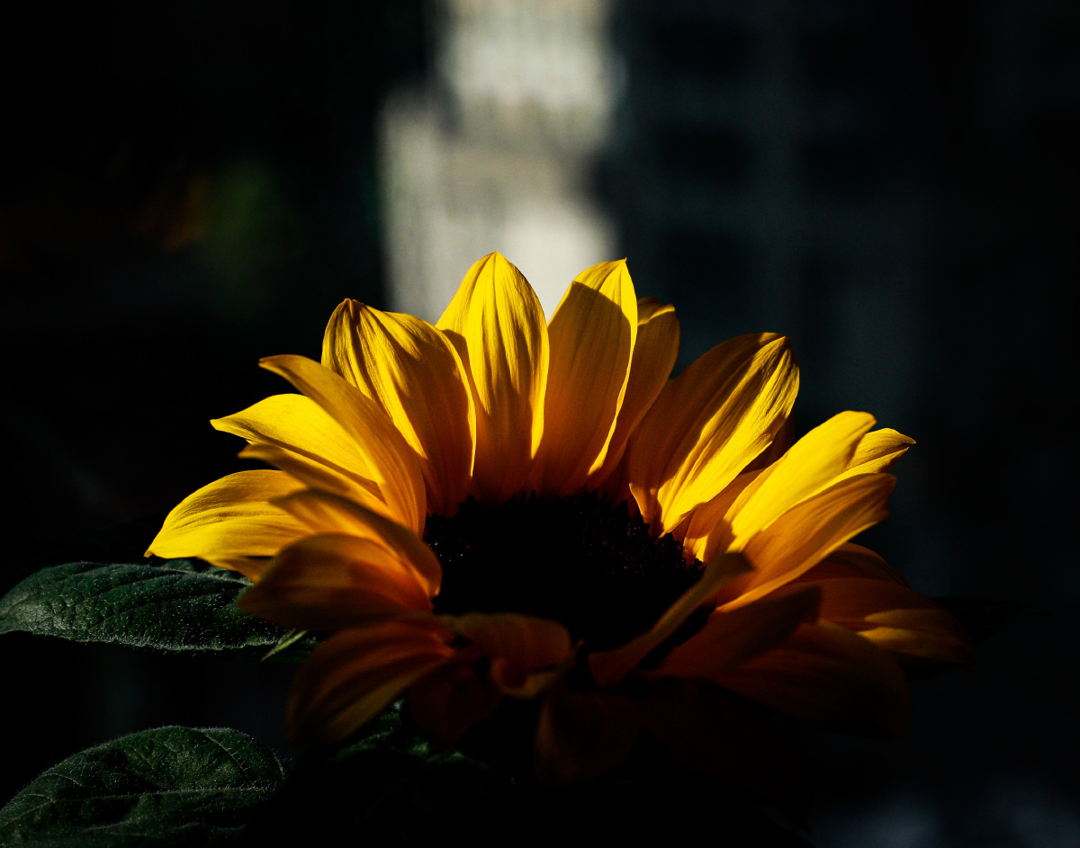 明明亮亮的快乐呀