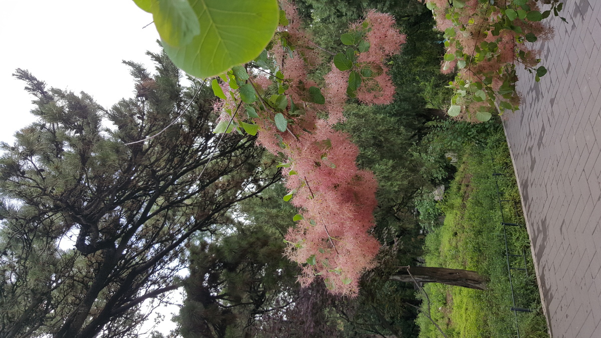 香山黄栌花正红