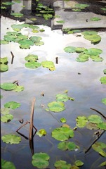 《荷》110×70cm (1) 2007年
