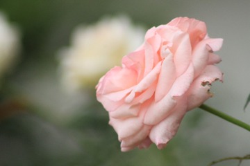 10346175-5BA3-48E9-8DD4-B7348F9F070E/L0/001