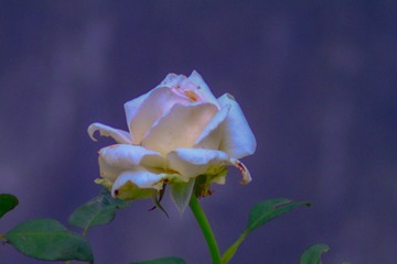 F002645B-FF31-4528-9500-7A323F8E97D2/L0/001