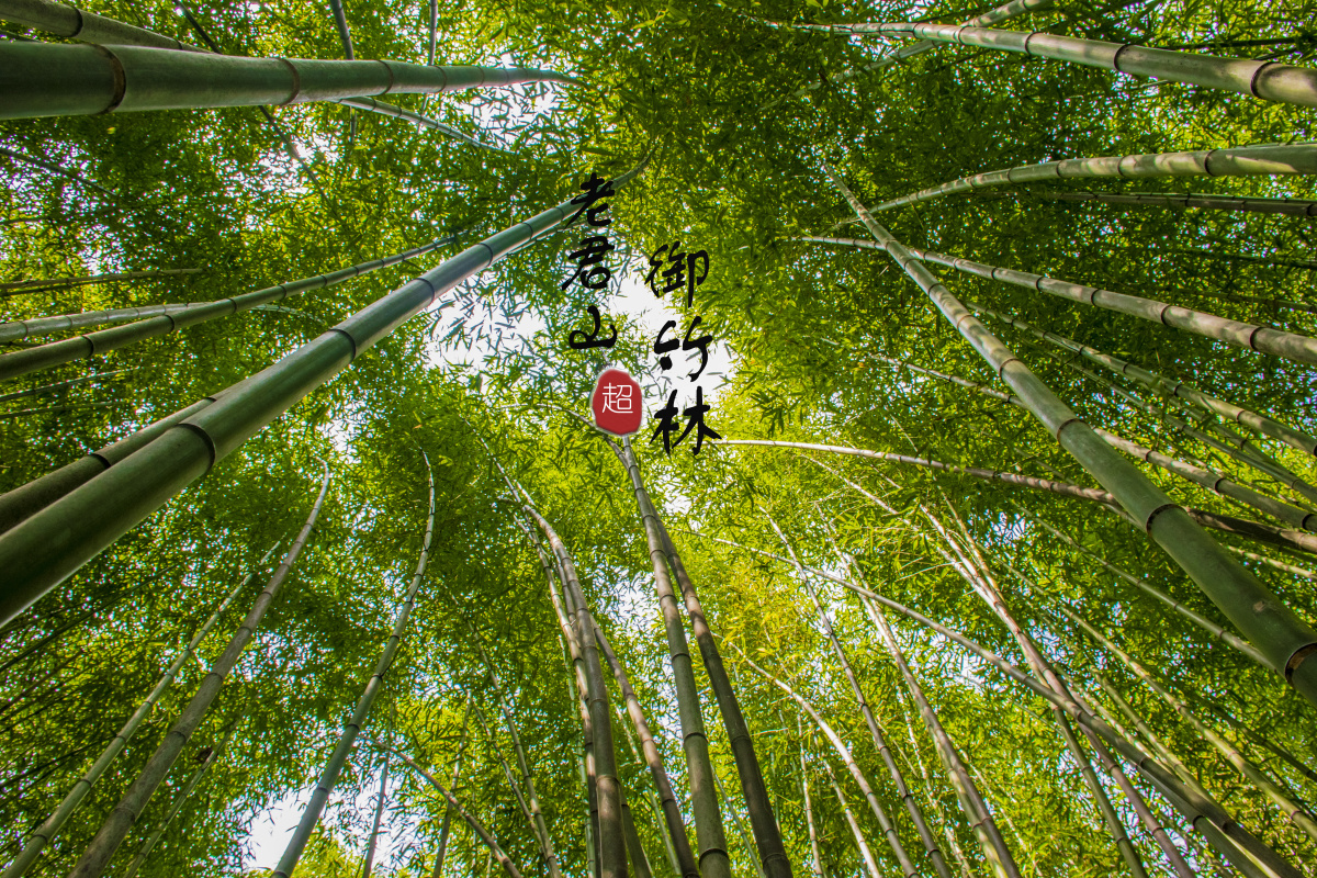 老君山-御竹林 - 行走的郭某 - 图虫