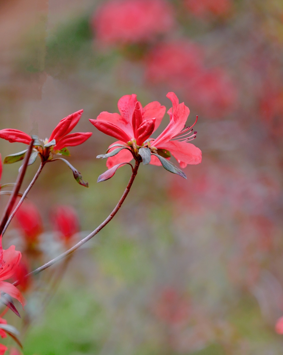 "花中西施"杜鹃花挺着它那弱美的枝条走过了寒冷的冬天,迎来了春暖