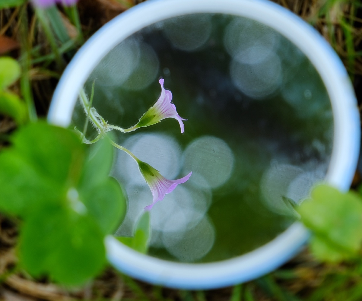 镜中花利用玻璃水面镜子等反射面进行拍摄拍出的小花朵清秀灵动充满