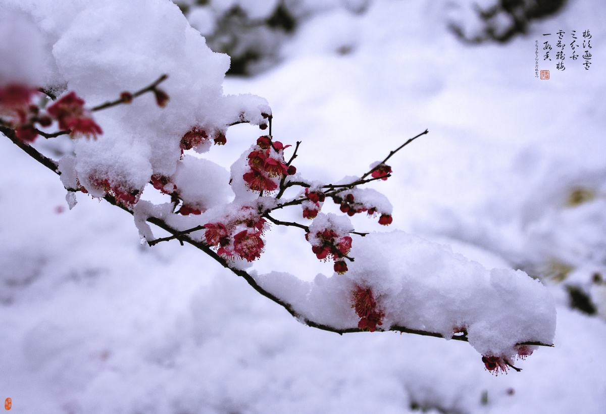 雪却输梅一段香