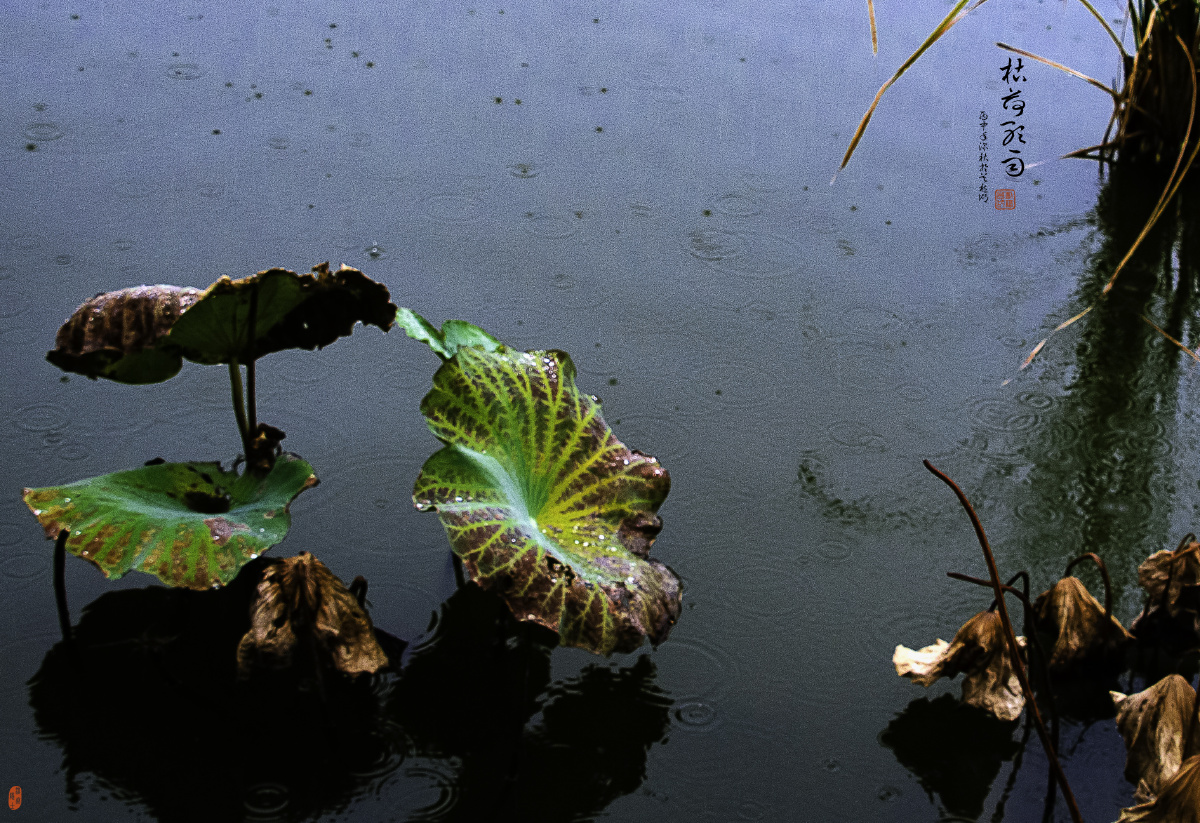 枯荷听雨
