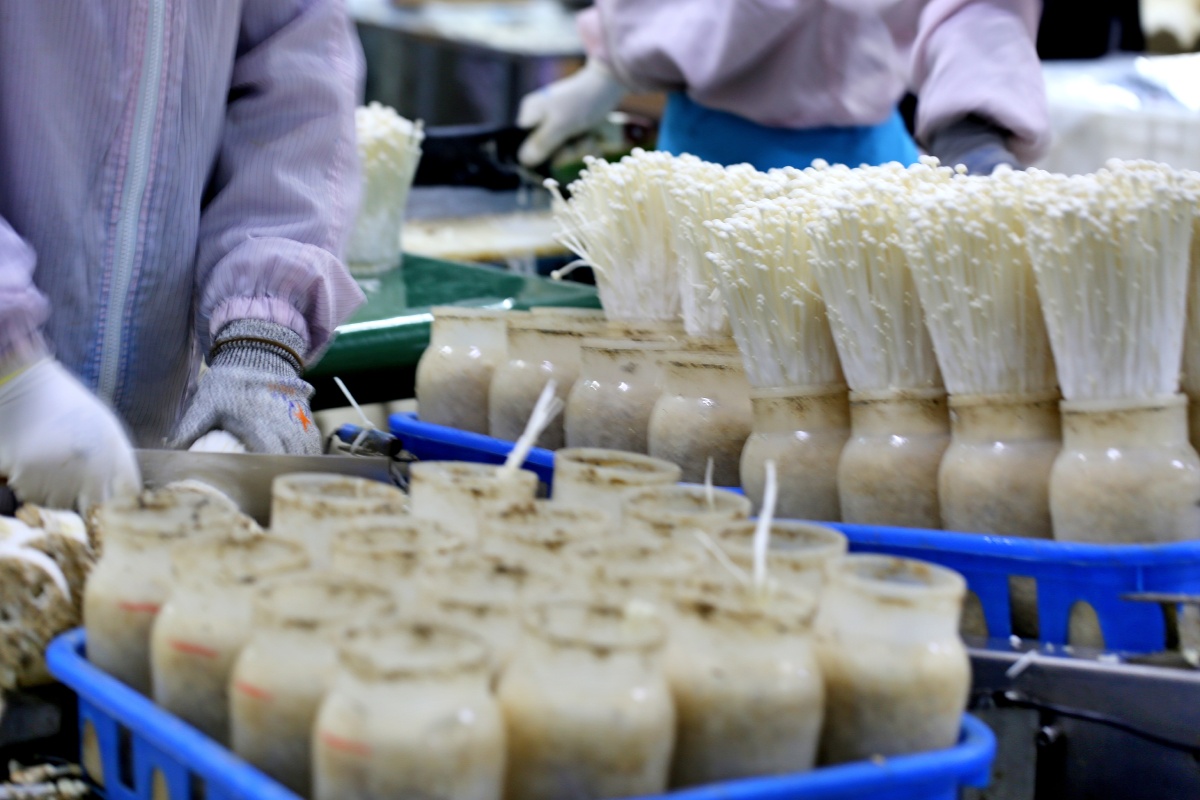 人工养殖金针菇