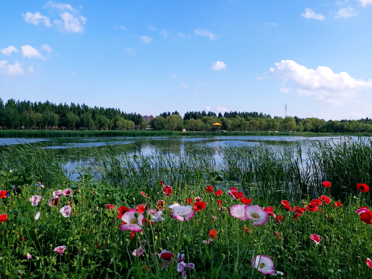 盛夏辽宁省沈阳市康平县卧龙湖之夏