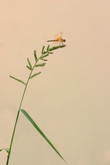 IMG_3618 拷贝