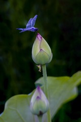 CRW_3390