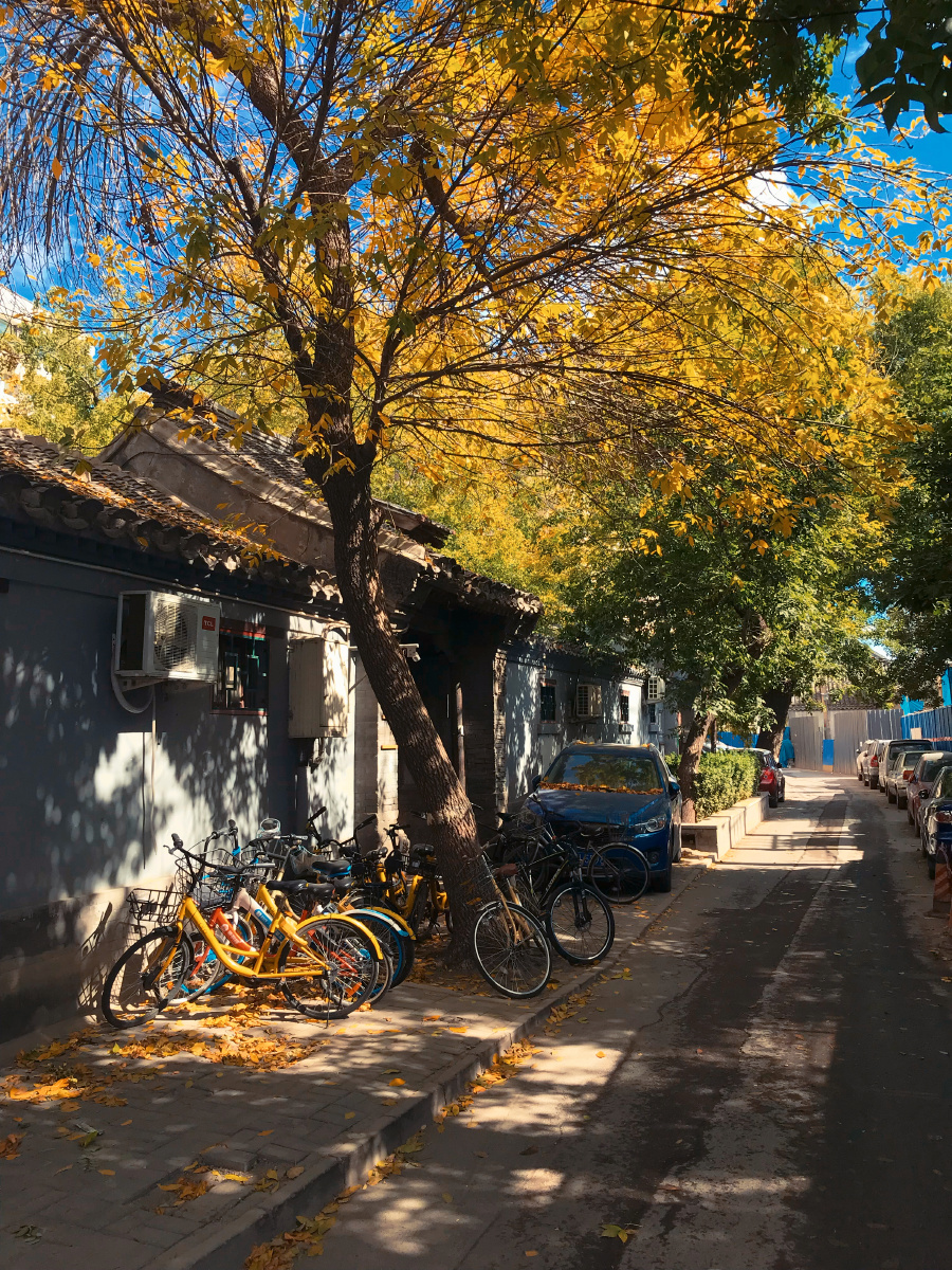 北京胡同的秋