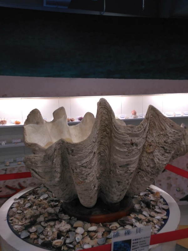 高雄旗津贝壳博物馆