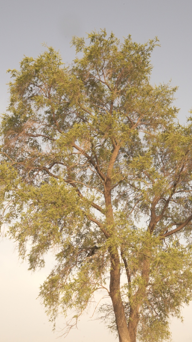 家门口的老杨树