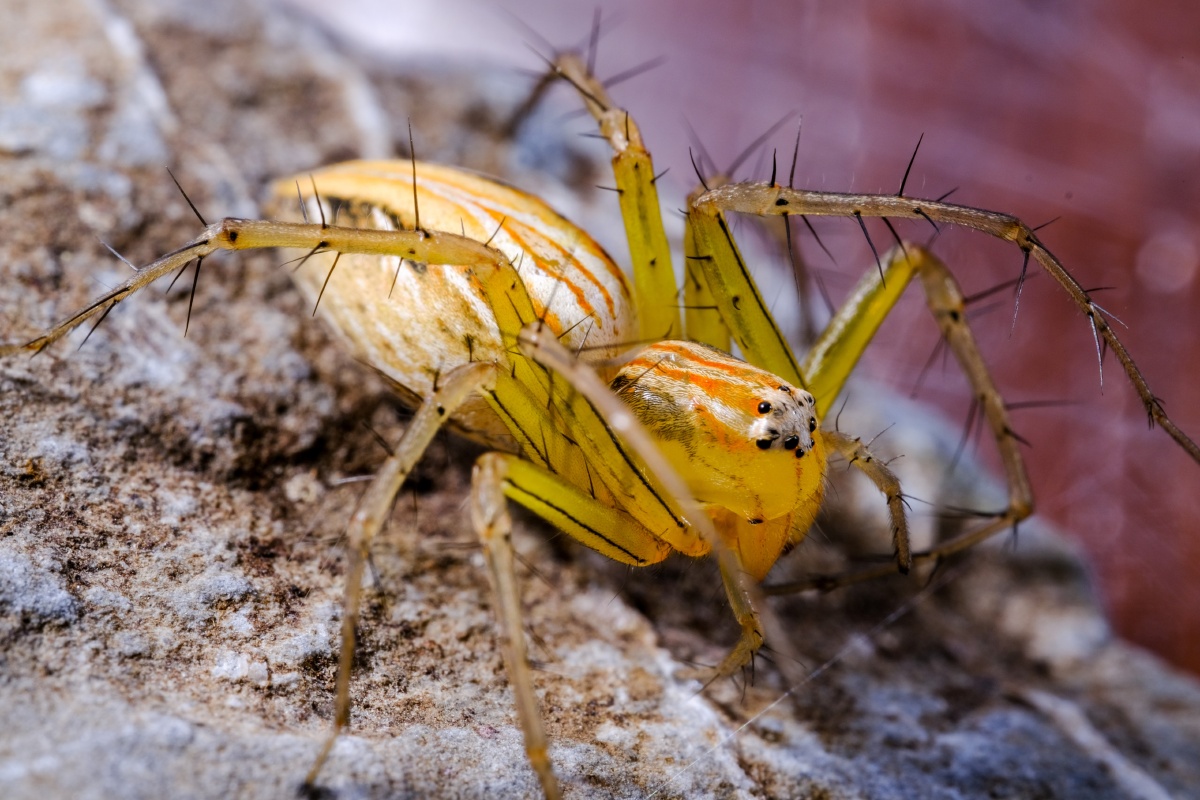 拉蒂松猫蛛 - 糊哥 - 图虫