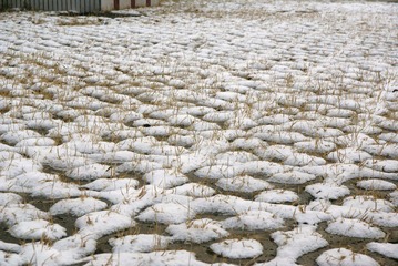 雪、草、街砖