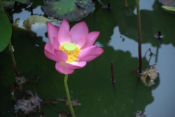 才出淤泥