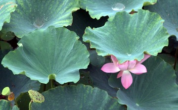 护花使者