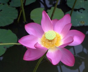 荷花