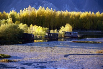 黑颈鹅保护区.JPG