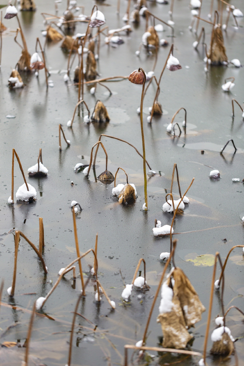 雪中残荷