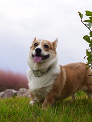 14477