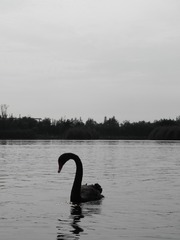 250061