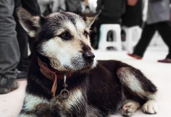 _DSC3907-1