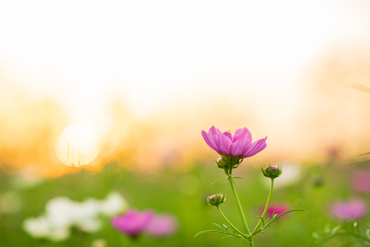 横图,可以用作电脑壁纸了.