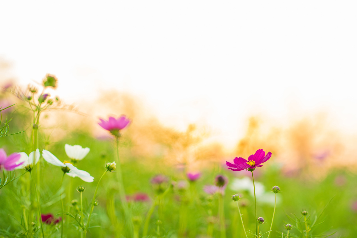 夕阳下,格桑花.「横图」

最美,不过于夕阳美