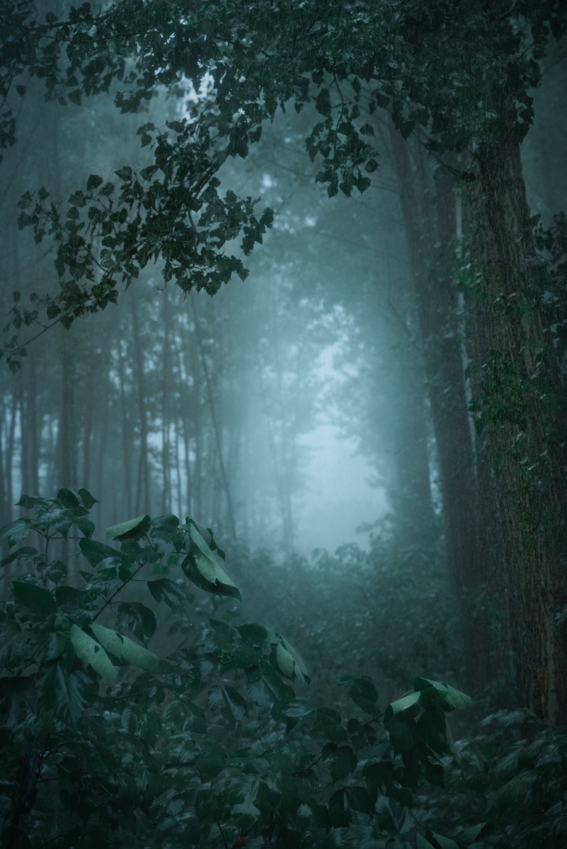 狂风暴雨之日欢迎来到我的魔法森林