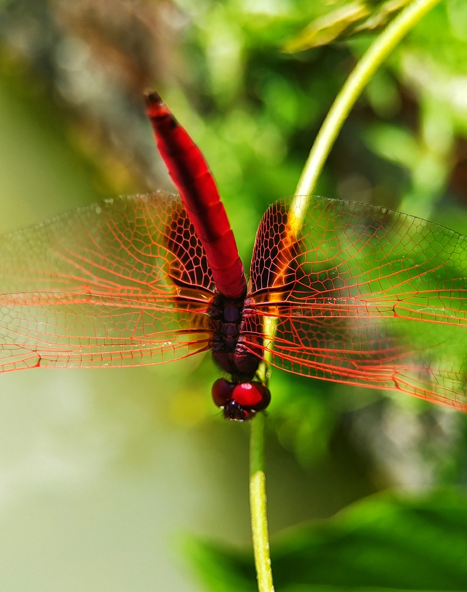 翘尾红蜻蜓