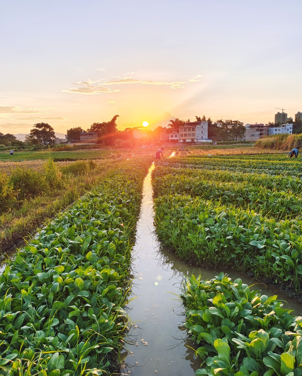 落日田园