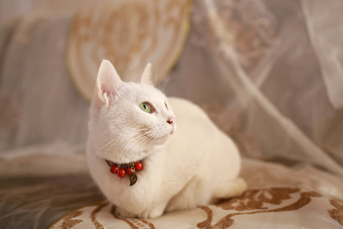 "宫廷猫" - 小白0909 - 图虫