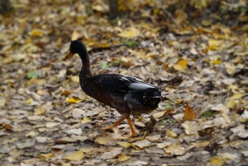 IMG_20161120_171624