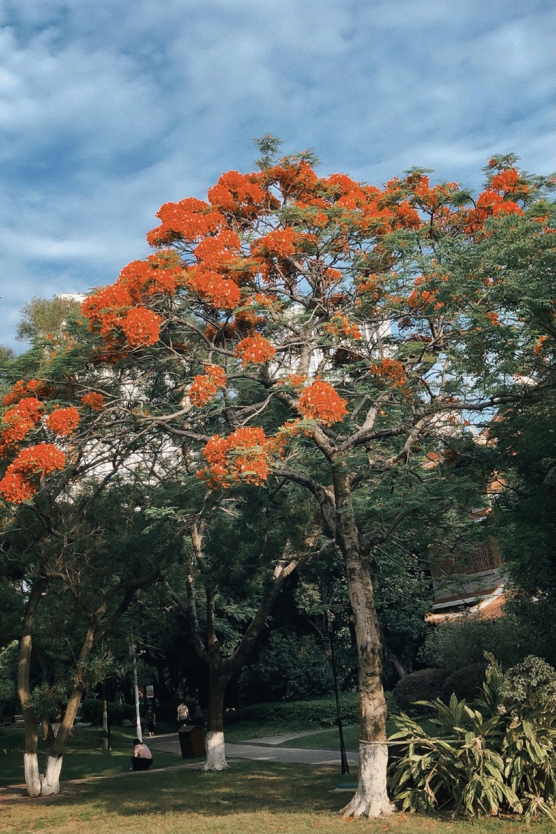 凤凰花 - 摄影师unclejack - 图虫