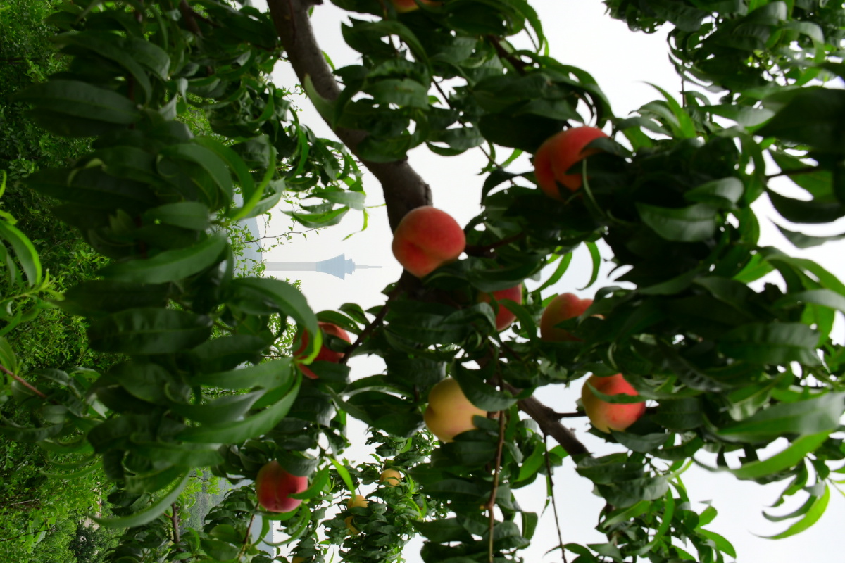 家乡的夏中国桃都美好肥城