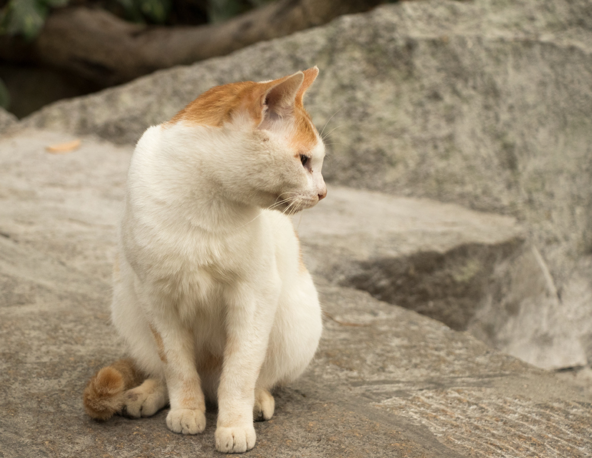 厦门南普陀后山的一只橘猫