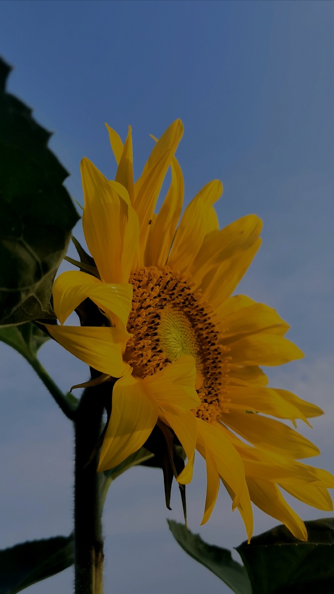 万物向阳而我不是