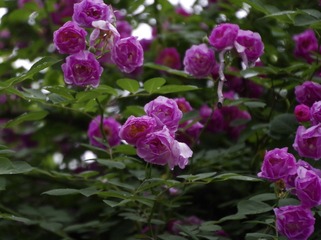 24594928-8AE0-4F1A-B5B2-5A223E6639F4/L0/001
