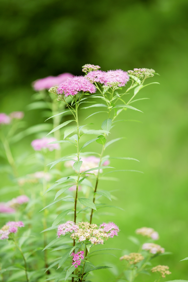 绿意盎然无限生机