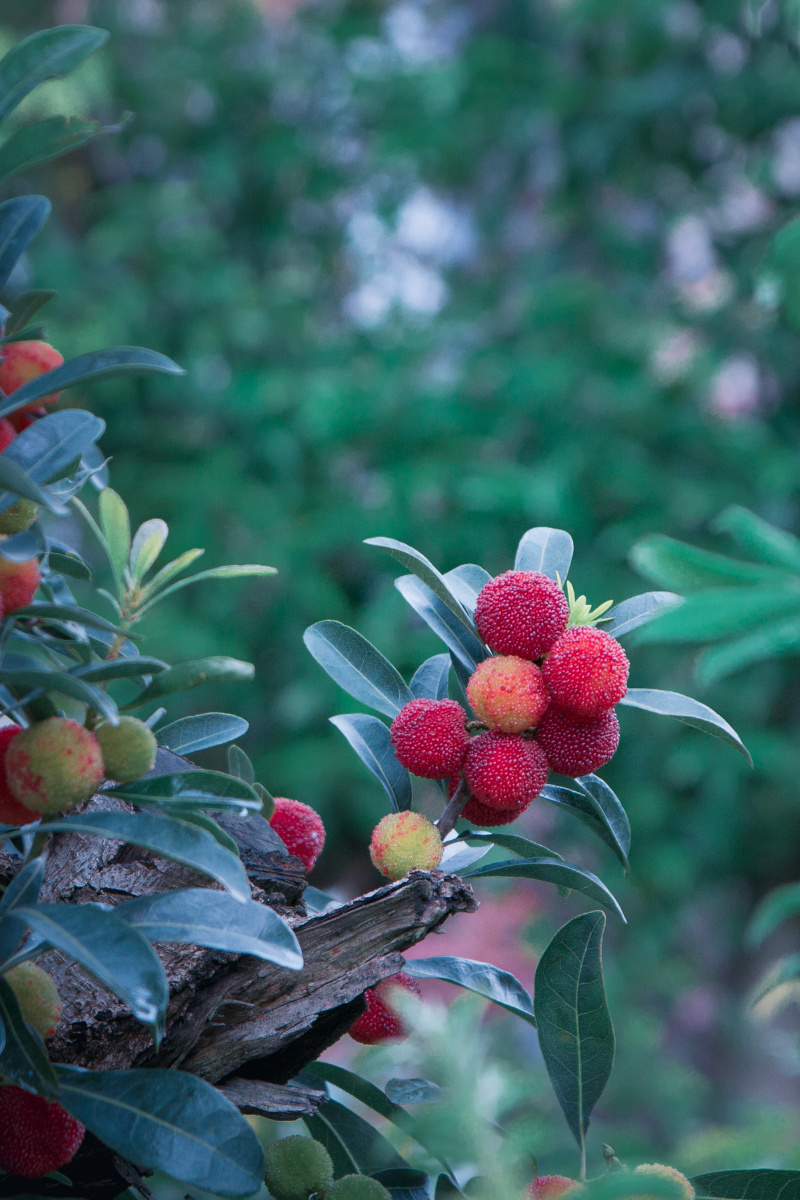 打赏是鼓励打赏共 1 人打赏火烛一花精品摄影果实#浆果杨梅#节气1/189