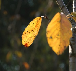 C360_2016-11-05-18-53-10-461