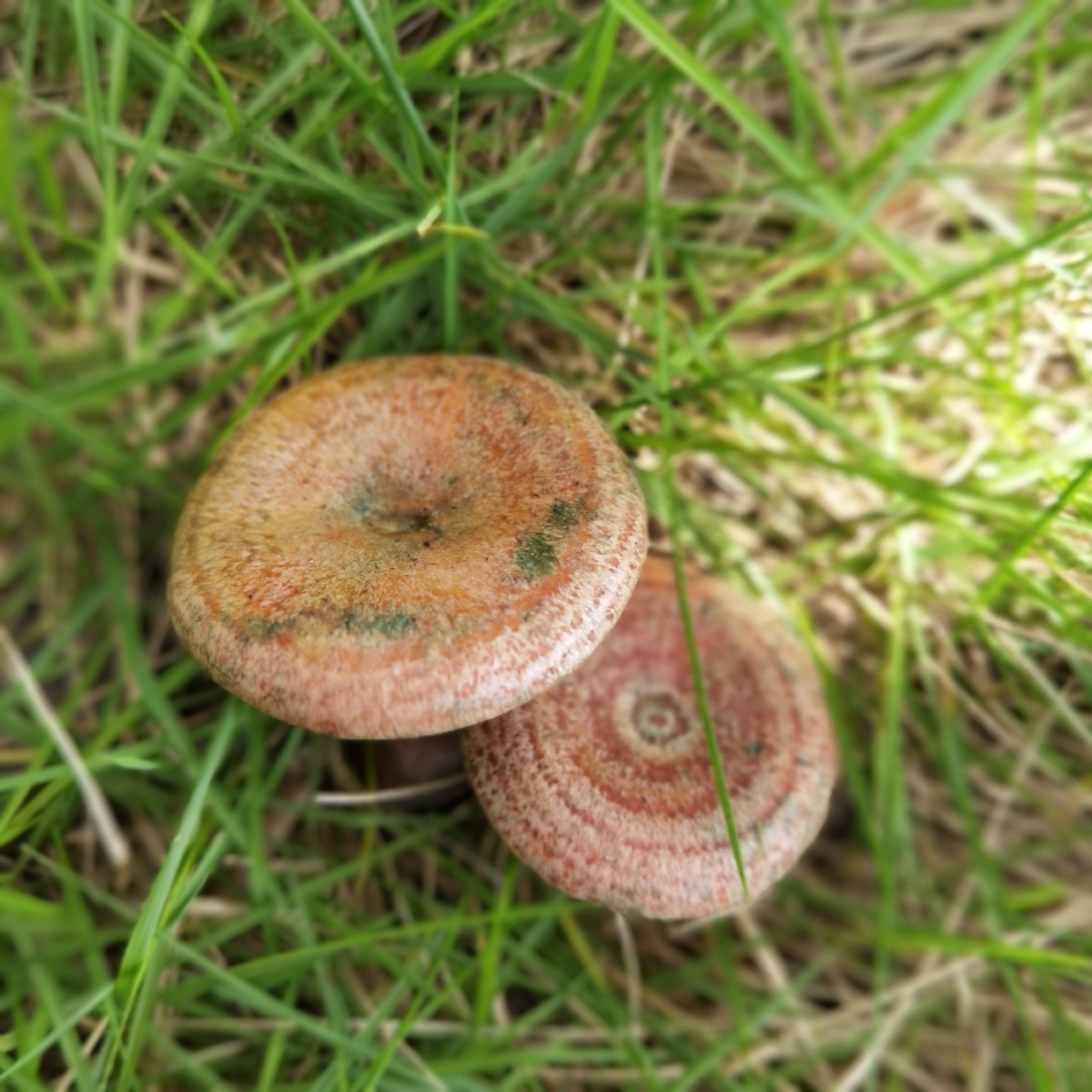 当季乌枞菌出来了