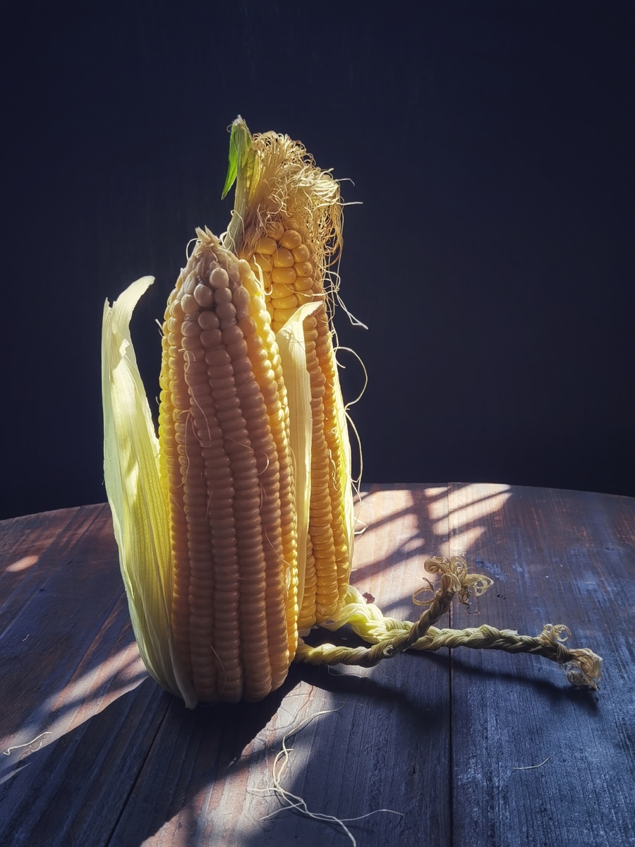 玉米- 手机摄影杨姐 - 图虫