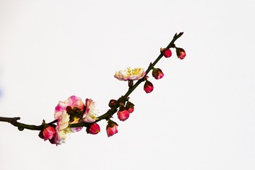 043CDAF1-1A78-4E77-B990-8509687187EC/L0/001